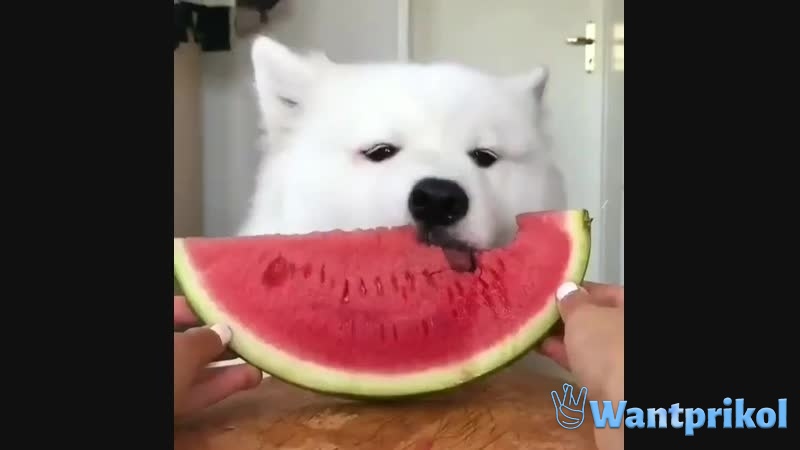 Husky eats watermelon. Video joke