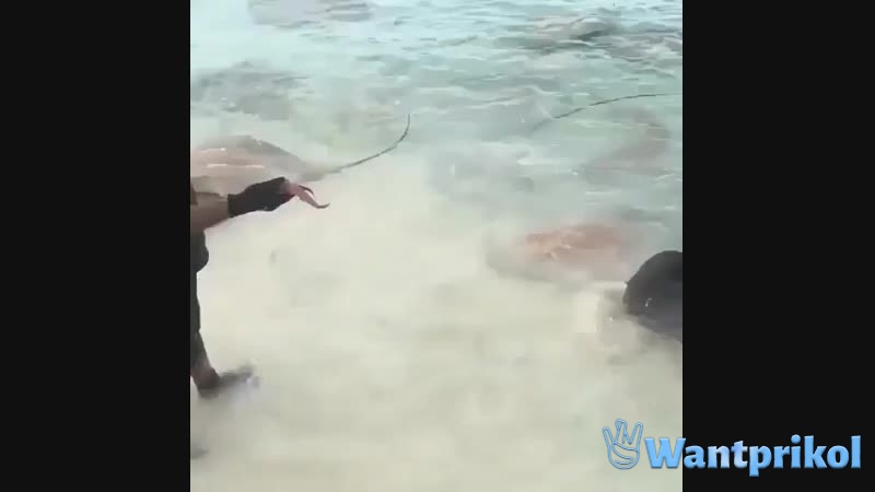 A man feeds sea rays. Video joke