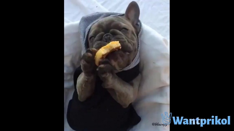 Собачка поедает вкусный сырник. Видео прикол