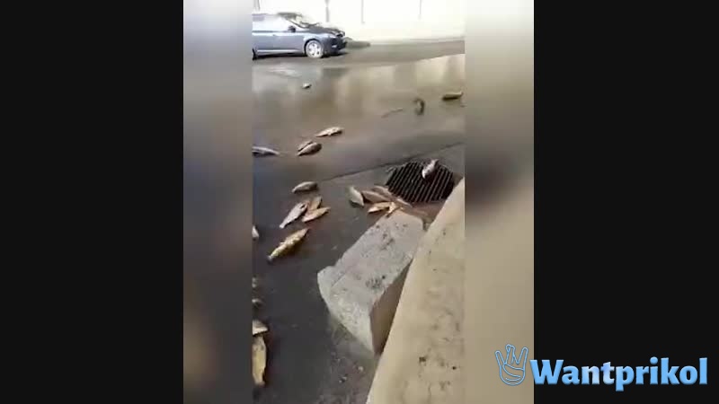 Scattered live fish. Video joke