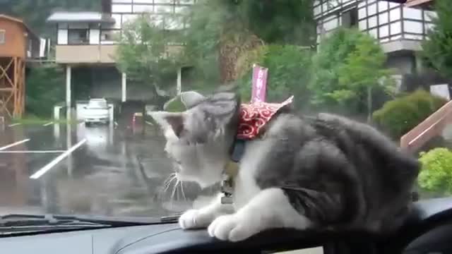 Wipers against a cat. Video joke