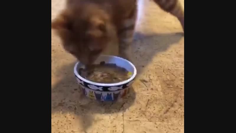 Пьяный кот. Видео прикол