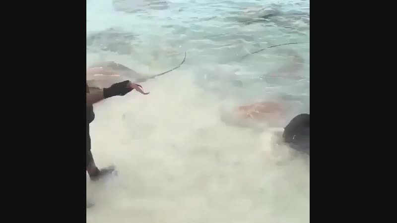 Мужик кормит морских скатов. Видео прикол