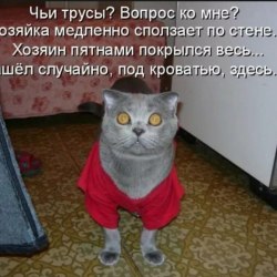 Анекдоты про котов и кошек (25 картинок) 13