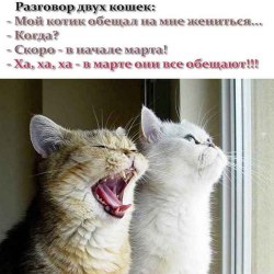 Анекдоты про котов и кошек (25 картинок) 11
