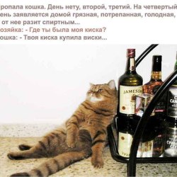 Анекдоты про котов и кошек (25 картинок) 9