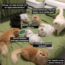 Jokes about cats and cats (25 pictures) 24