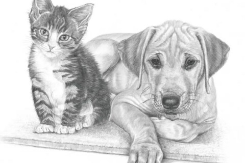 Drawings with animals