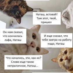 Анекдоты про котов и кошек (25 картинок) 20